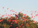 The Red Ibis: Returning to roost